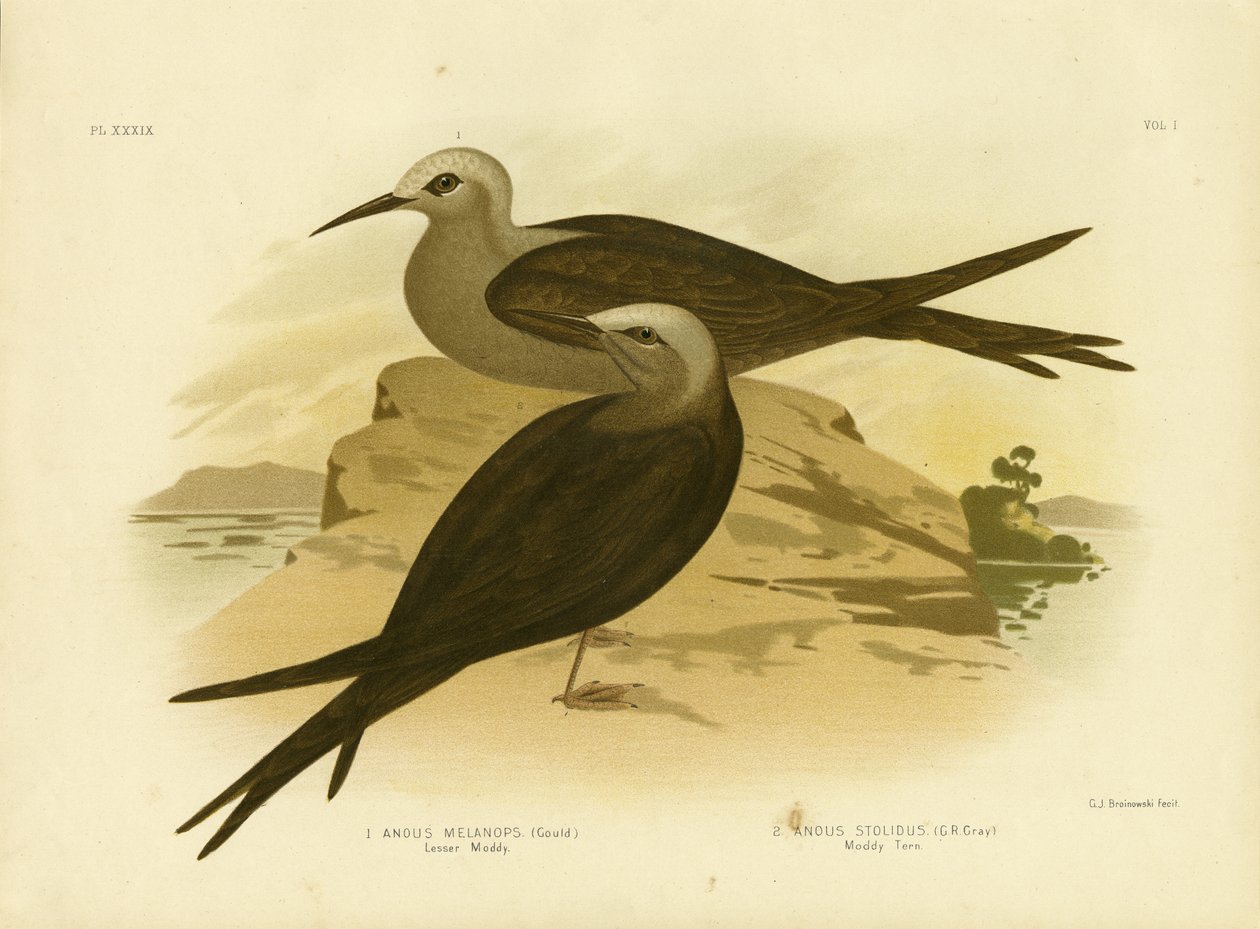 Lesser Noddy, 1891 af Gracius Broinowski