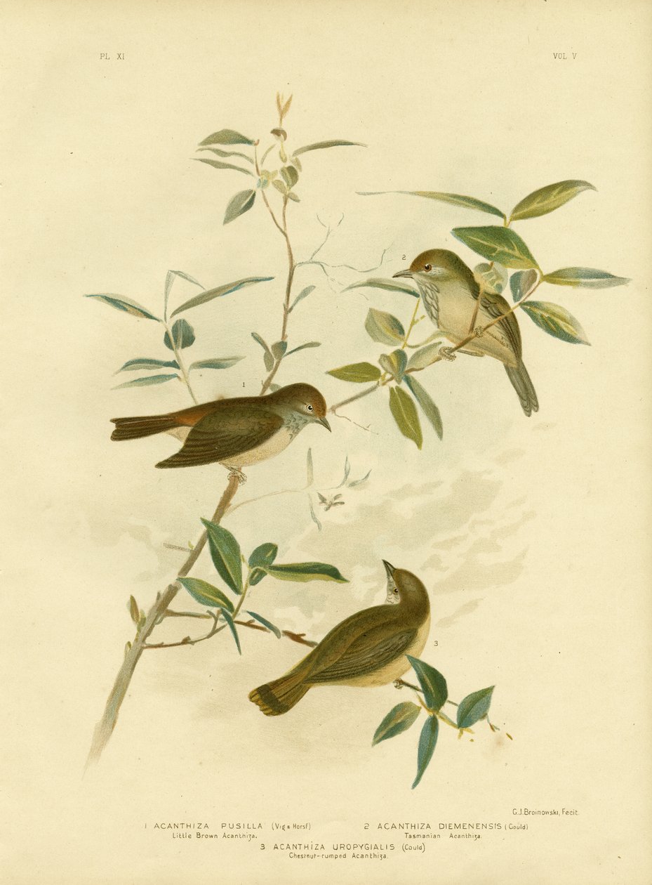 Lille brun tornek, 1891 af Gracius Broinowski