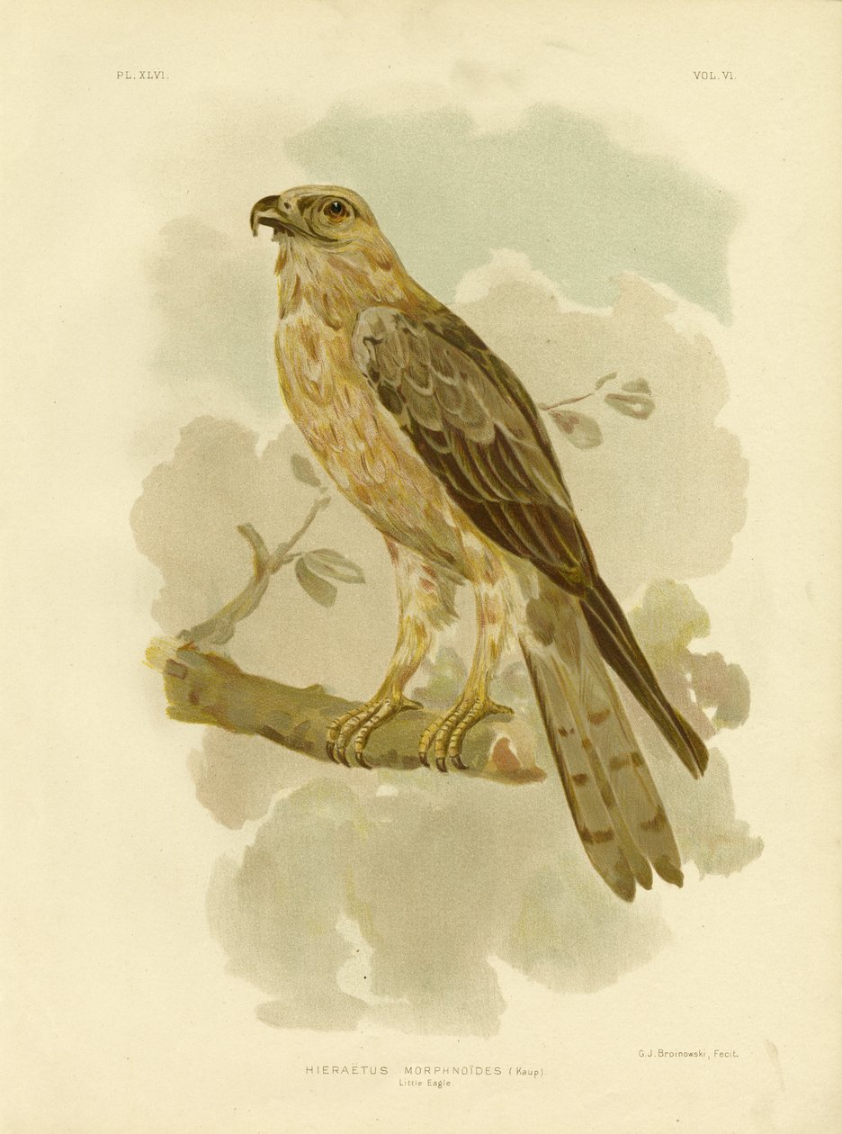 Lille Ørn, 1891 af Gracius Broinowski