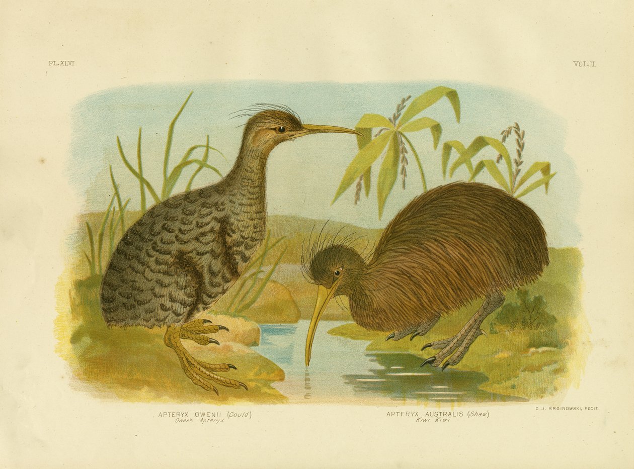 Lille plettet kiwi, 1891 af Gracius Broinowski