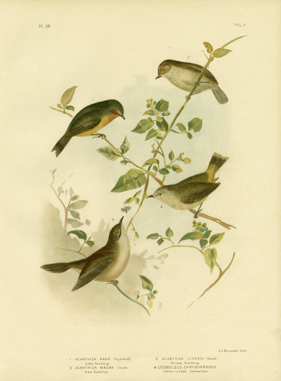 Lille tornnæse eller gul tornnæse, 1891 af Gracius Broinowski