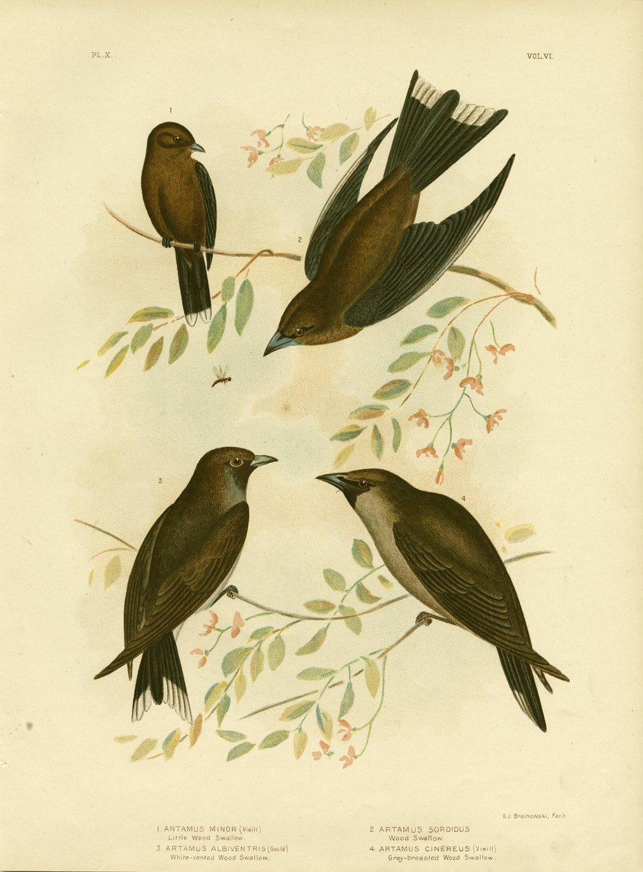 Lille Skovsvale, 1891 af Gracius Broinowski
