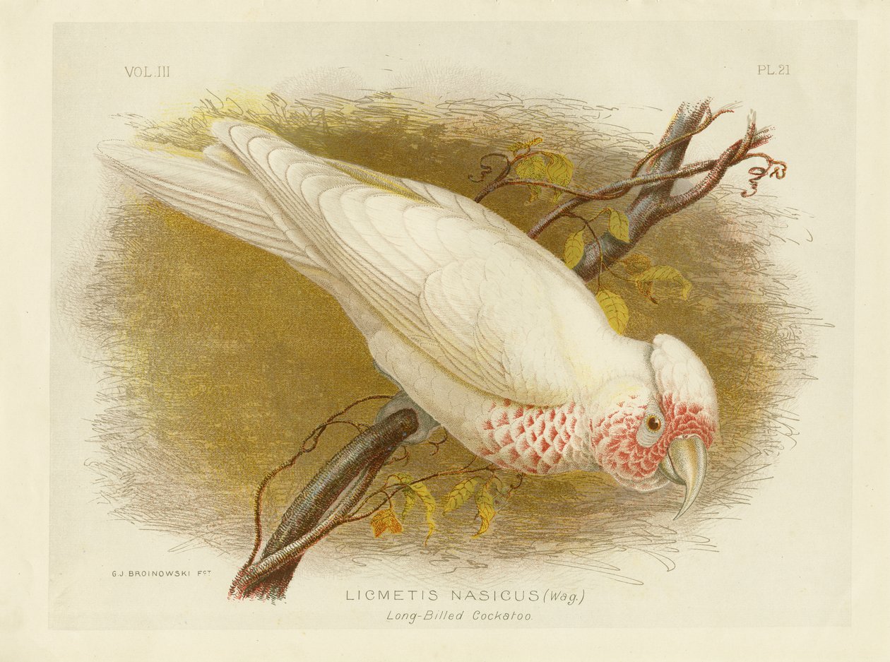 Langnæbbet kakadue, 1891 af Gracius Broinowski