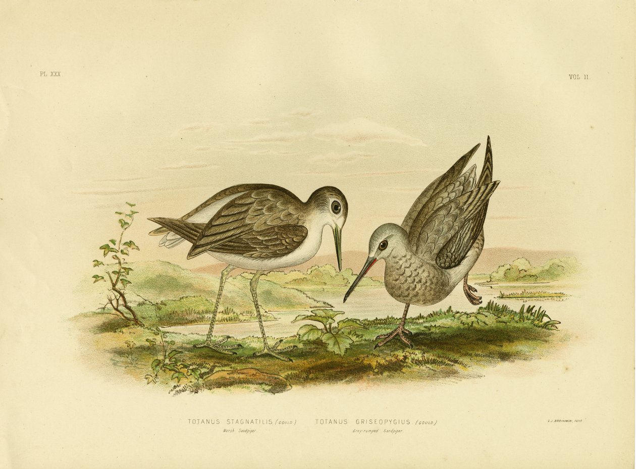 Marsh Sandpiper, 1891 af Gracius Broinowski