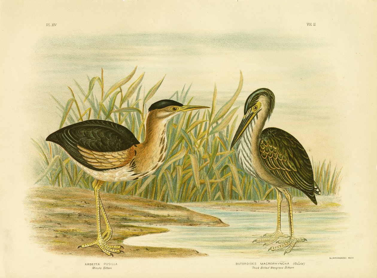 Minute Bittern, 1891 af Gracius Broinowski