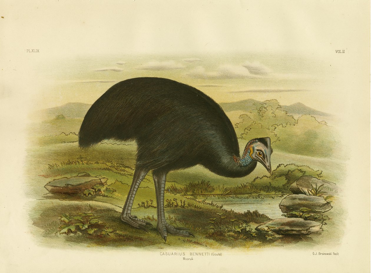 Mooruk, 1891 af Gracius Broinowski