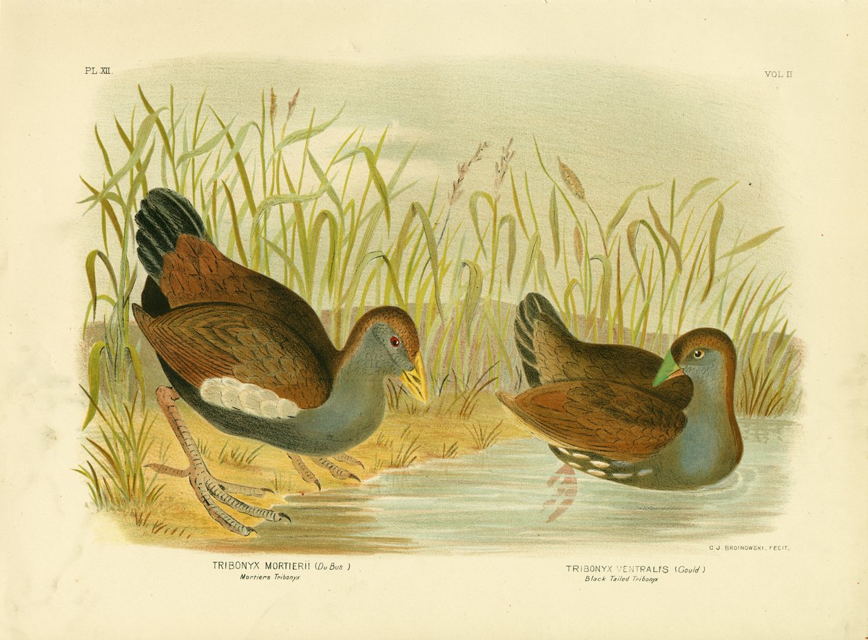 Mortiers Tribonyx eller Tasmanian Nativehen, 1891 af Gracius Broinowski