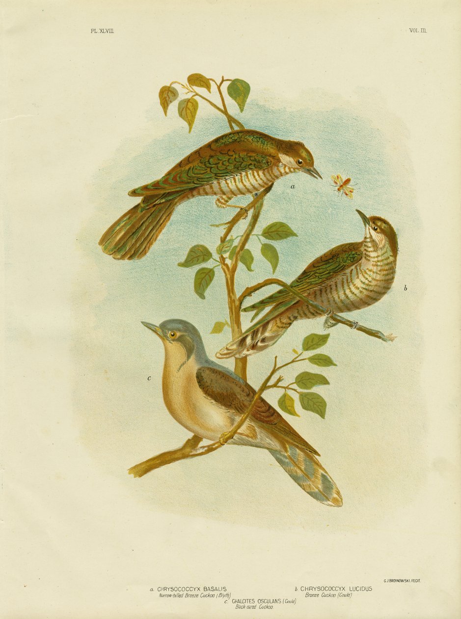Smalnæbbet bronzegøg, 1891 af Gracius Broinowski