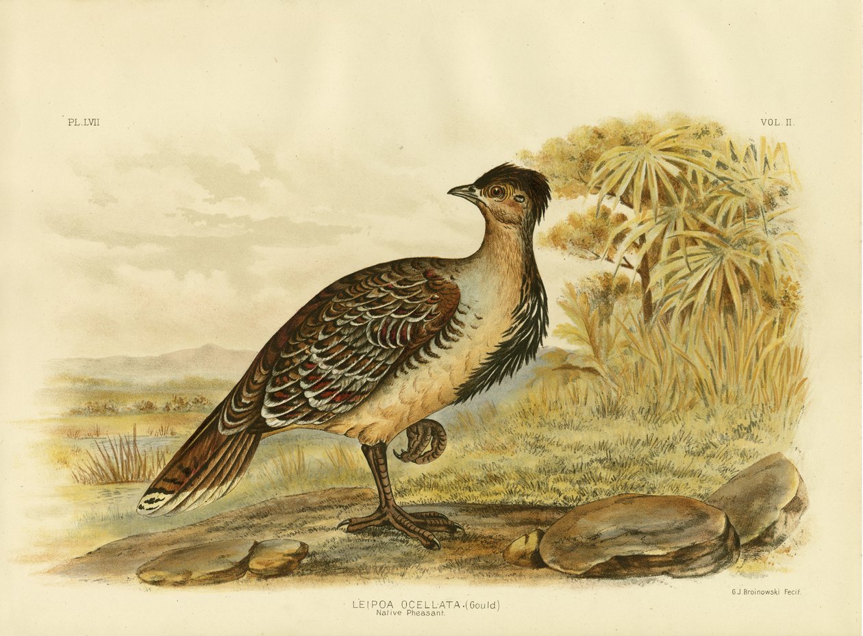Indfødt Fasan eller Malleefowl, 1891 af Gracius Broinowski