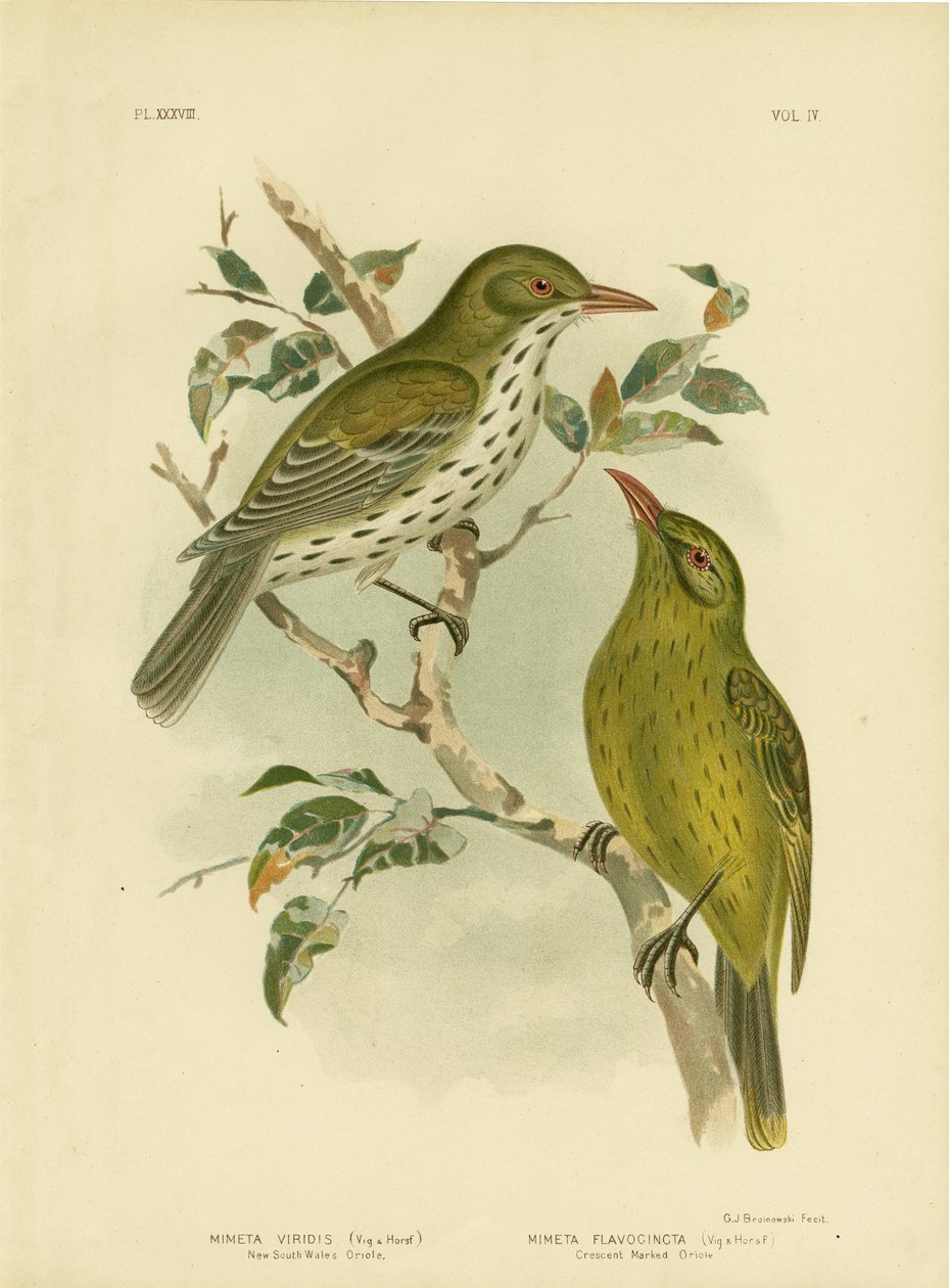 New South Wales Oriole eller Grøn Oropendola, 1891 af Gracius Broinowski