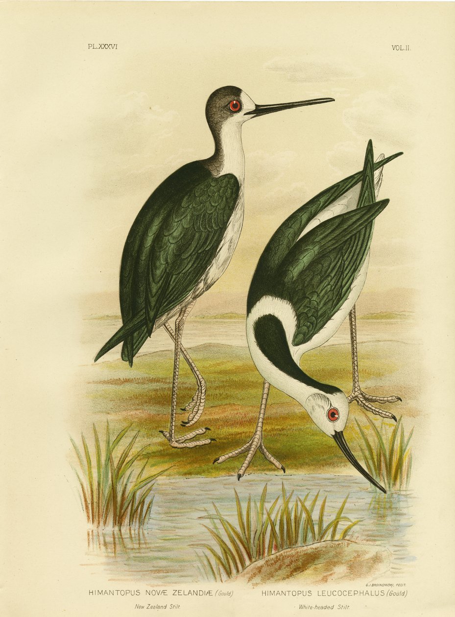 New Zealand Stilt, 1891 af Gracius Broinowski