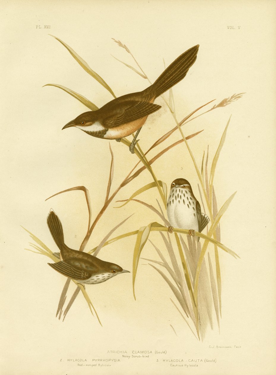 Noisy Scrub Bird, 1891 af Gracius Broinowski