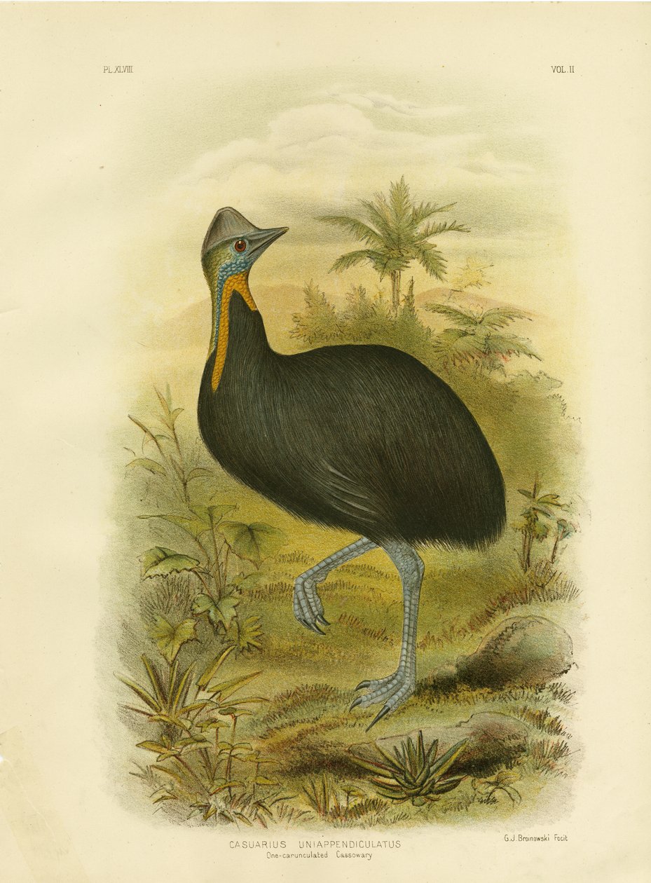 En-Wattled Cassowary, 1891 af Gracius Broinowski