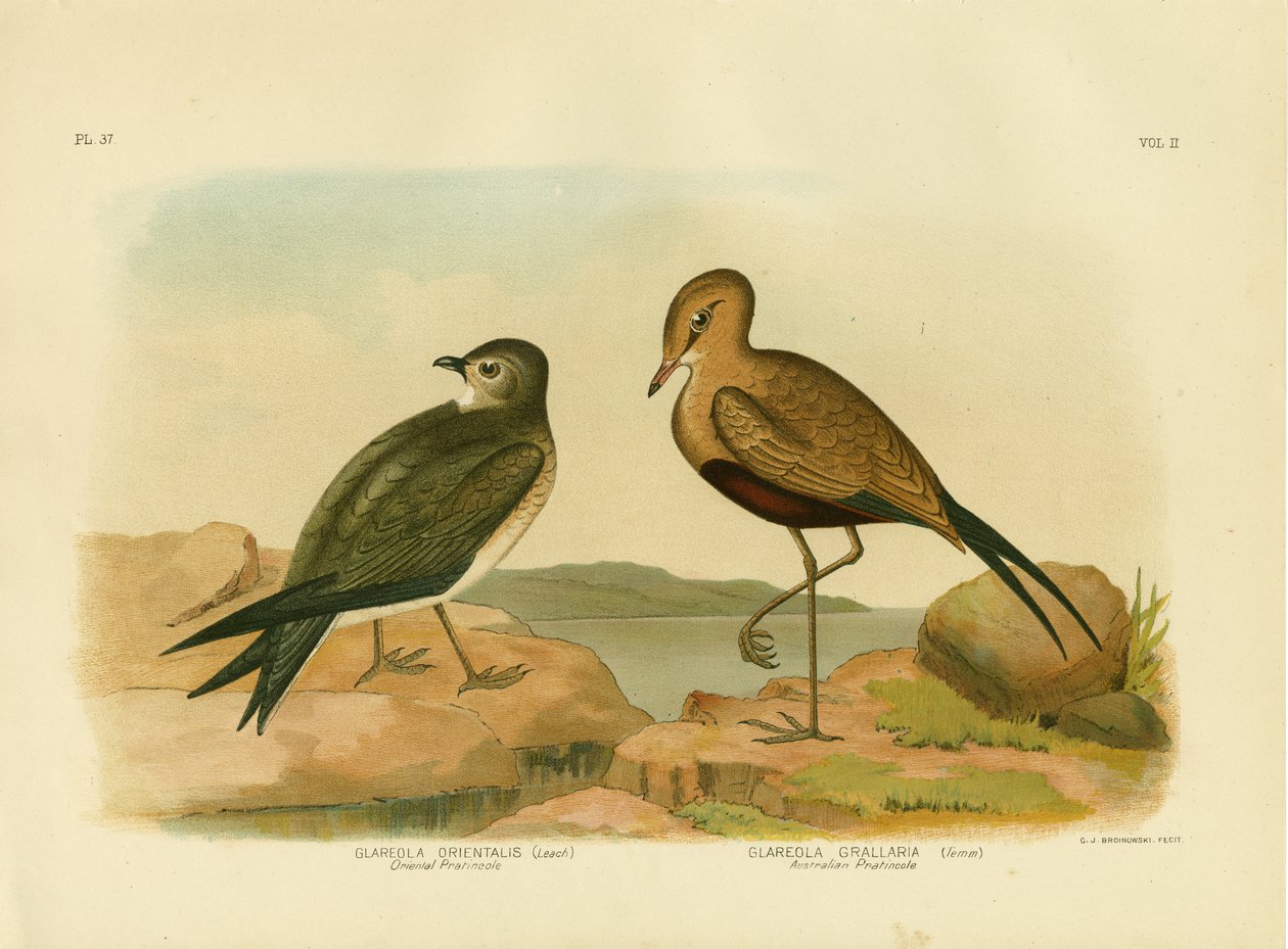 Orientalsk Pratincole eller Small Pratincole, 1891 af Gracius Broinowski
