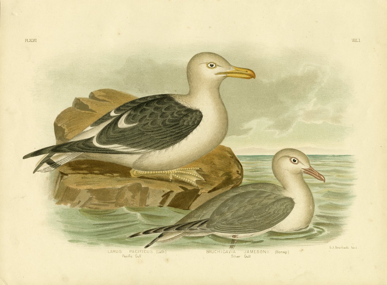 Pacific Gull, 1891 af Gracius Broinowski