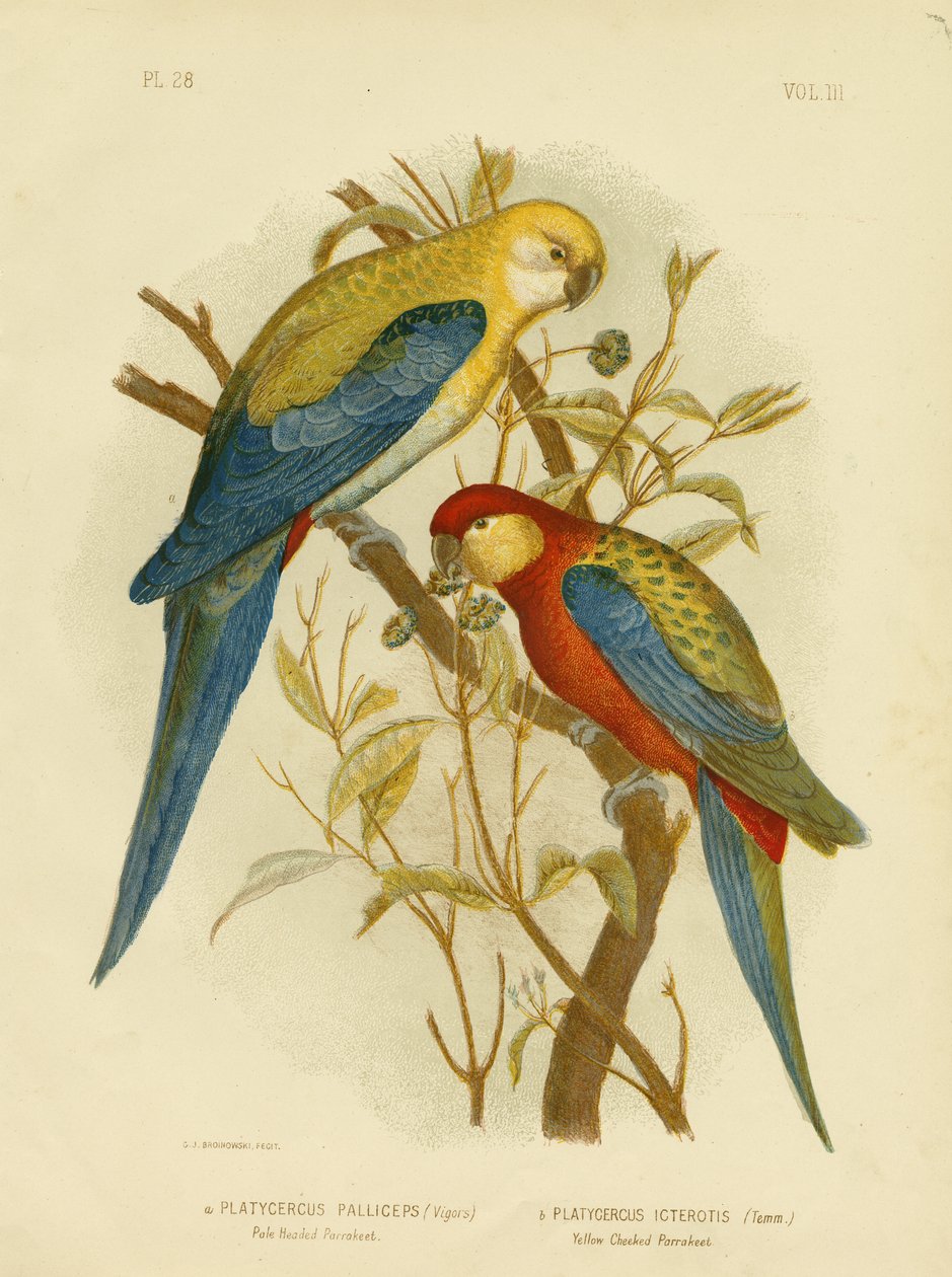 Bleghovedet parakit eller bleghovedet Rosella, 1891 af Gracius Broinowski