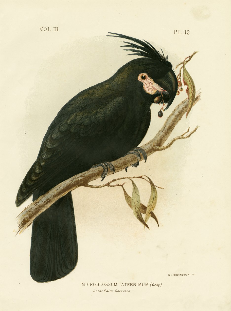 Palme kakadue, 1891 af Gracius Broinowski