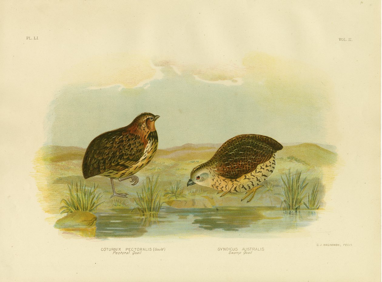 Brystvagtel, 1891 af Gracius Broinowski