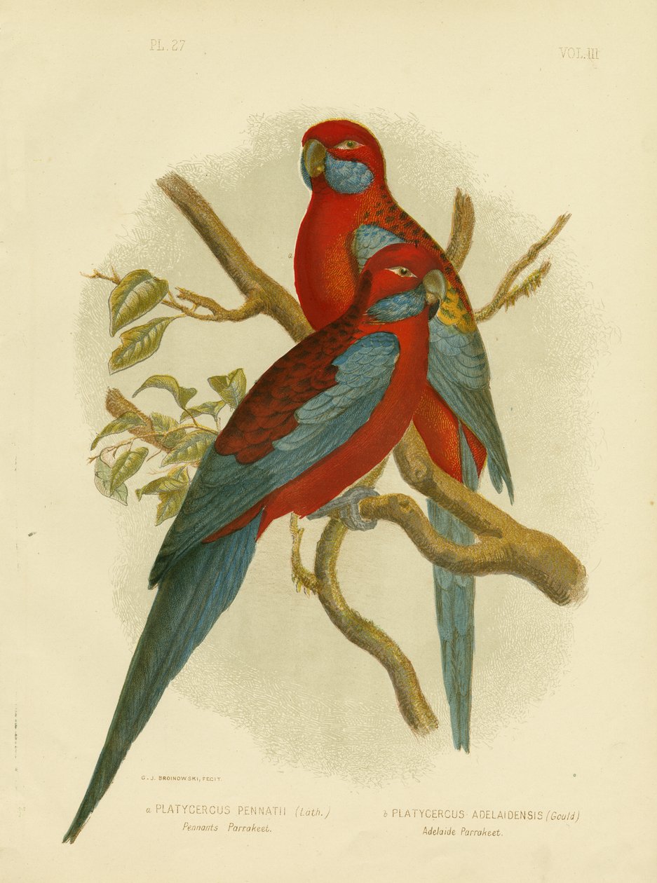 Vimpler Parakeet Eller Crimson Rosella, 1891 af Gracius Broinowski