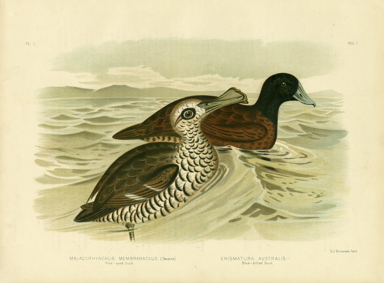 Pink-eyed Duck, 1891 af Gracius Broinowski