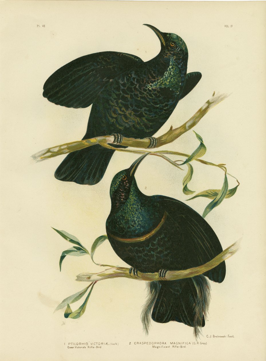 Dronning Victorias riffelfugl, 1891 af Gracius Broinowski