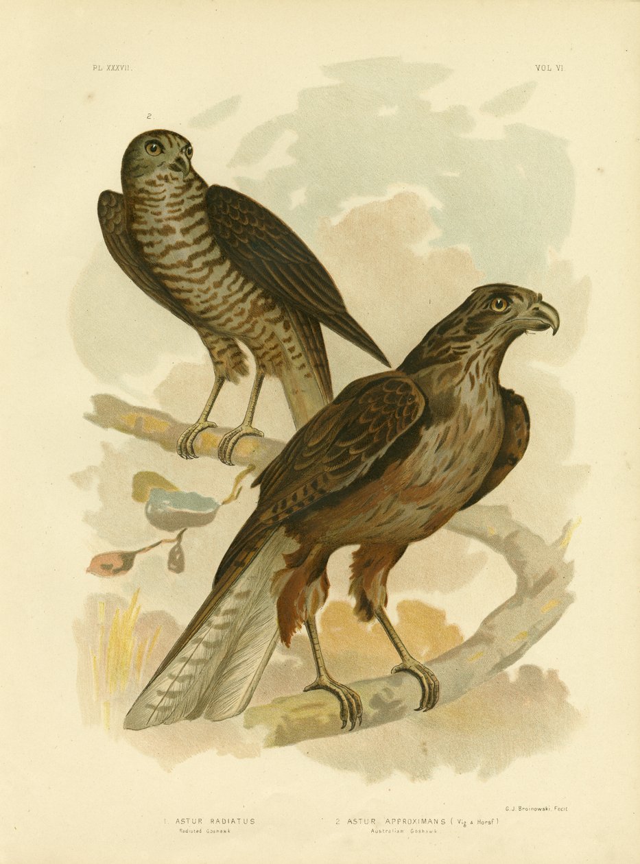 Radiated Goshawk, 1891 af Gracius Broinowski