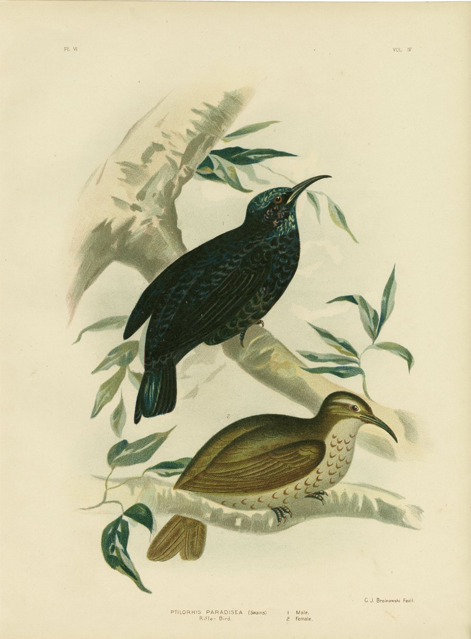 Rifle-bird, 1891 af Gracius Broinowski