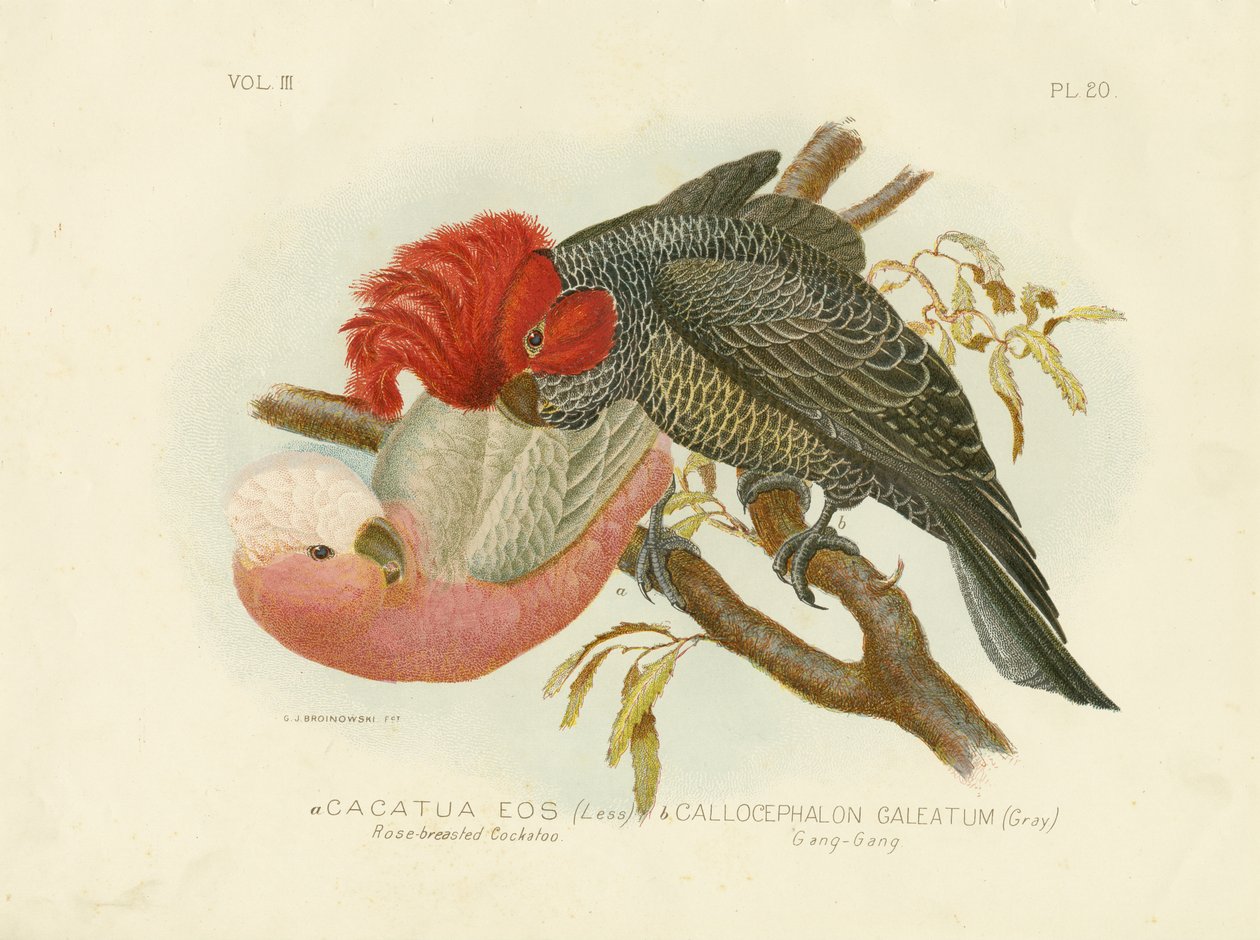 Rose-Breasted Kakadu, 1891 af Gracius Broinowski