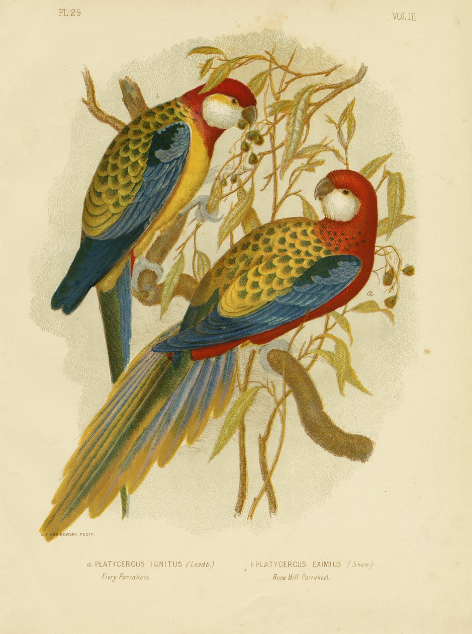 Rosella Parakit eller Eastern Rosella, 1891 af Gracius Broinowski