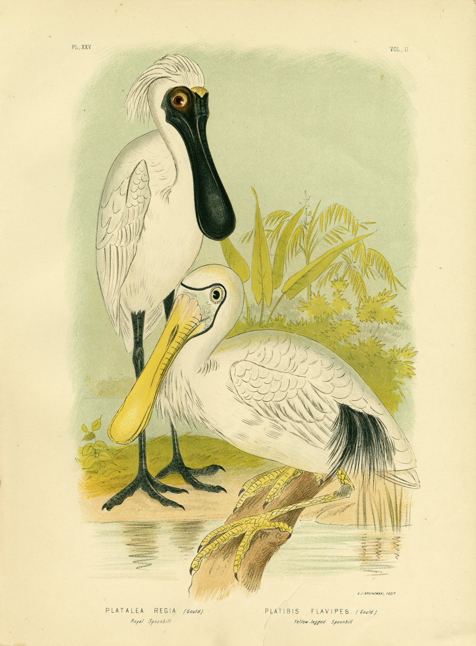 Kongelig skestork, 1891 af Gracius Broinowski