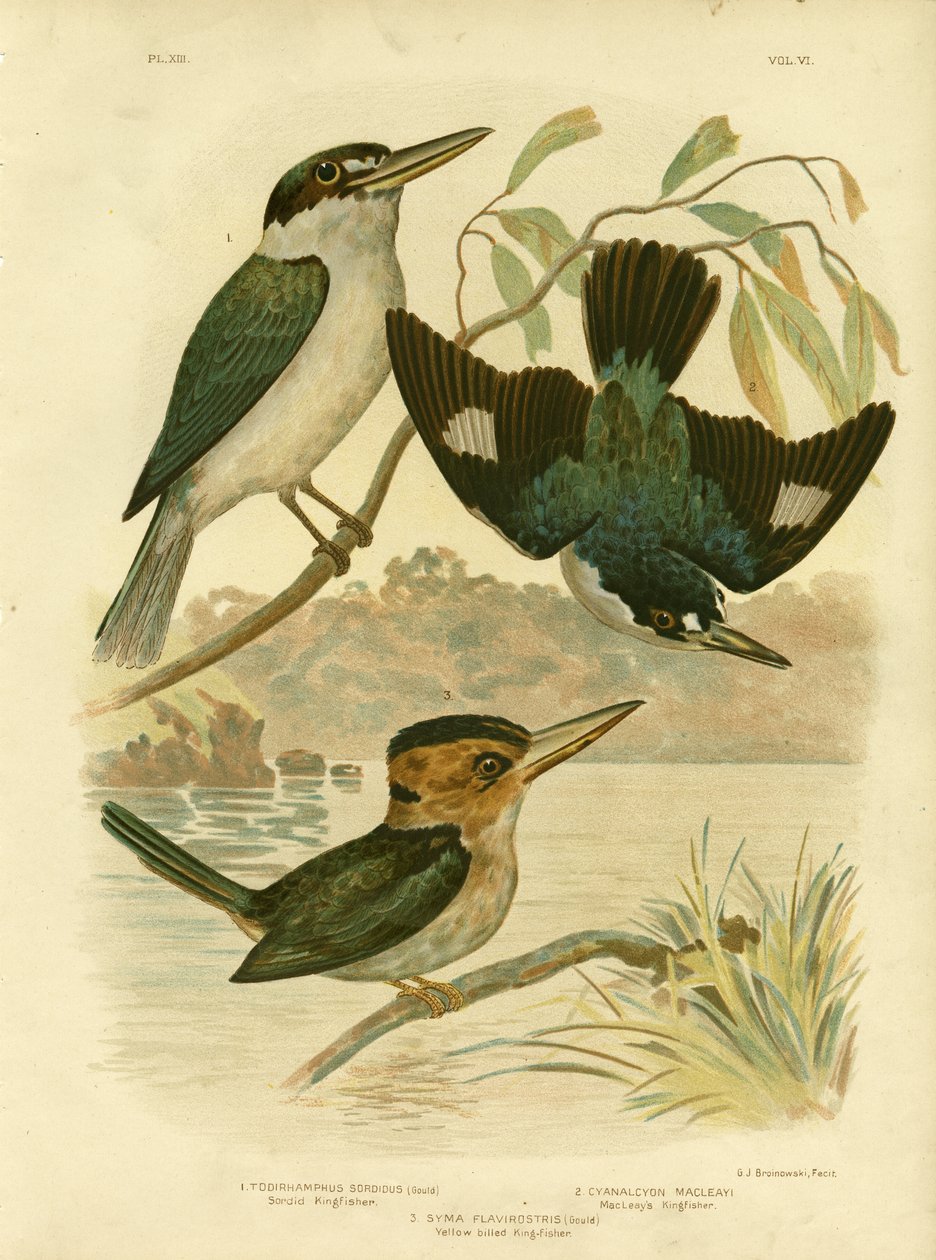 Sardid Kingfisher, 1891 af Gracius Broinowski