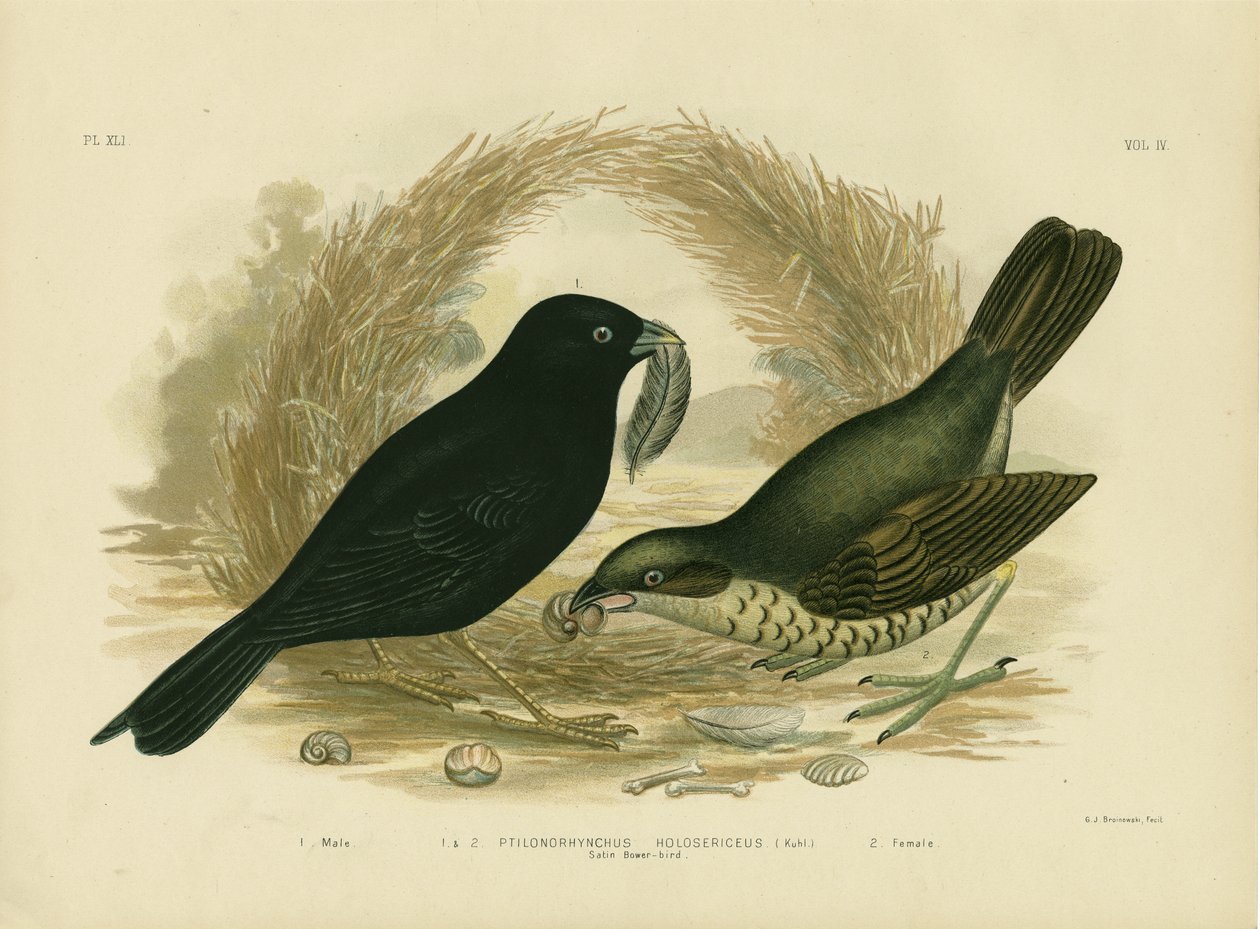 Satin Bowerbird, 1891 af Gracius Broinowski