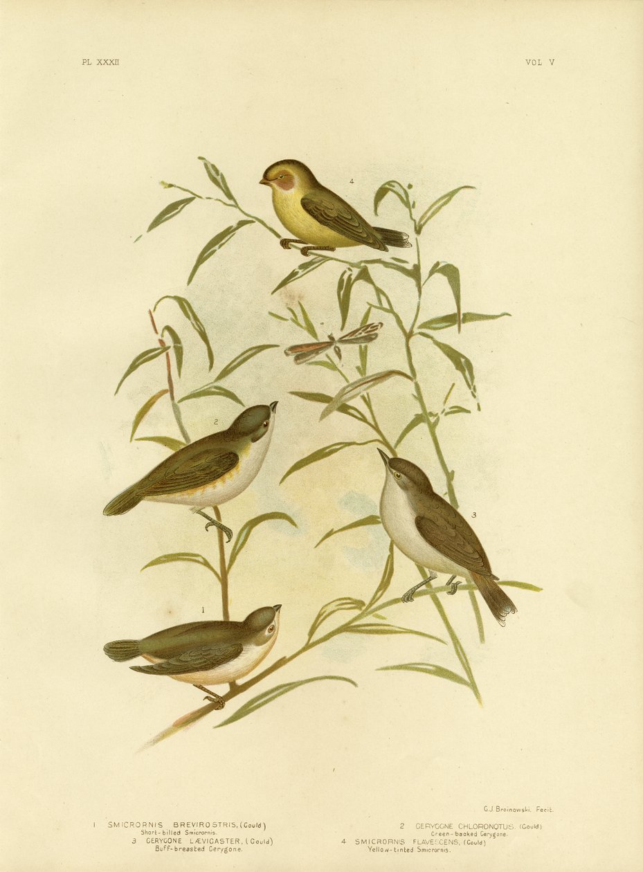 Kortnæbbet Smicrornis Or Weebill, 1891 af Gracius Broinowski