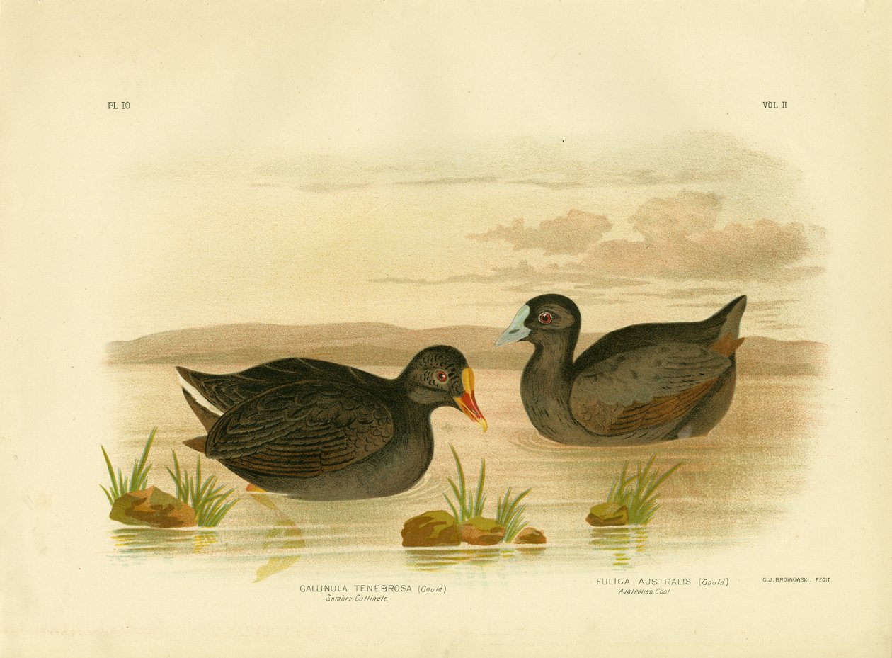 Sombre Gallinule eller Dusky Moorhen, 1891 af Gracius Broinowski