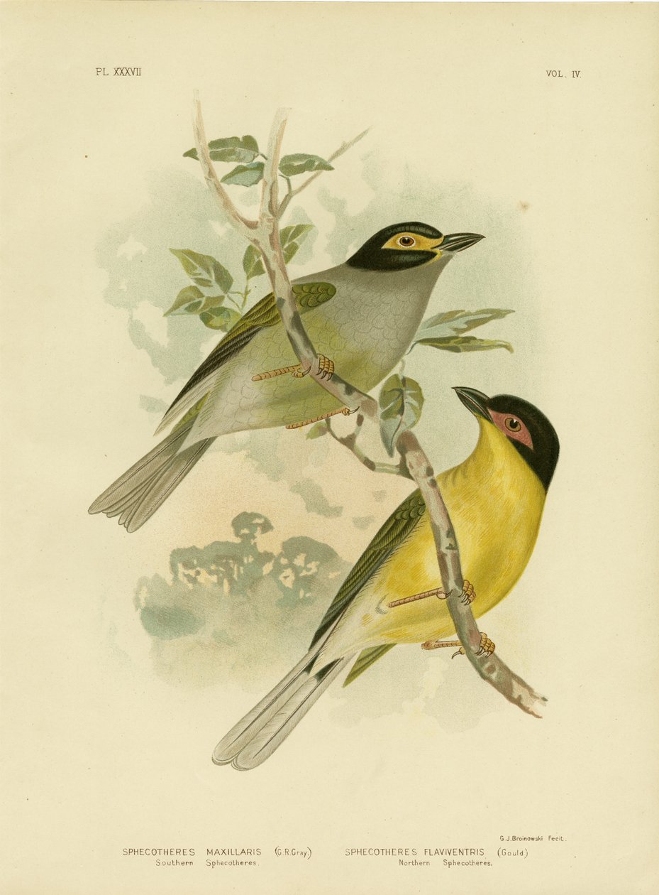 Southern Sphecotheres eller Australasian Figbird, 1891 af Gracius Broinowski