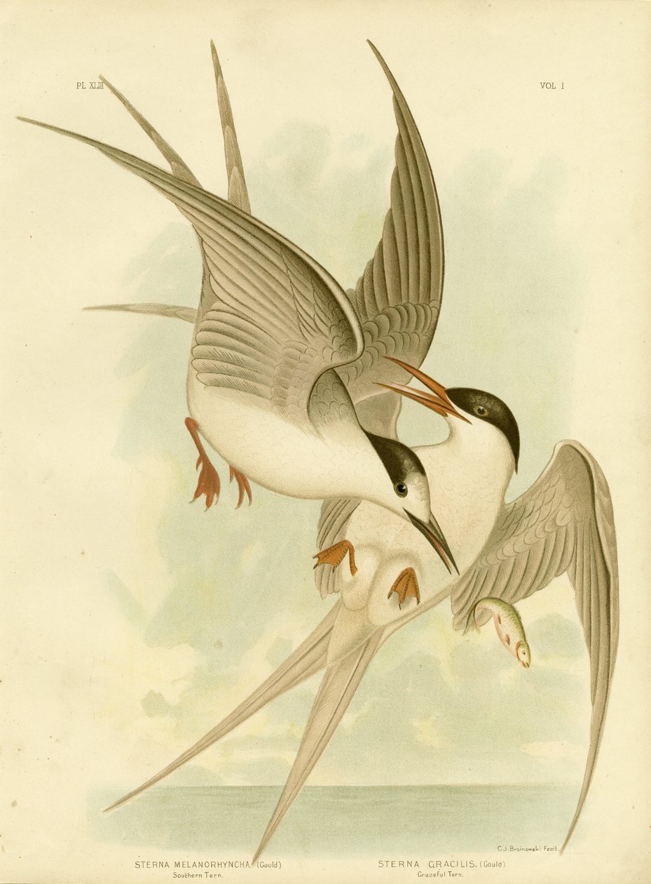 Sydlig terner, 1891 af Gracius Broinowski