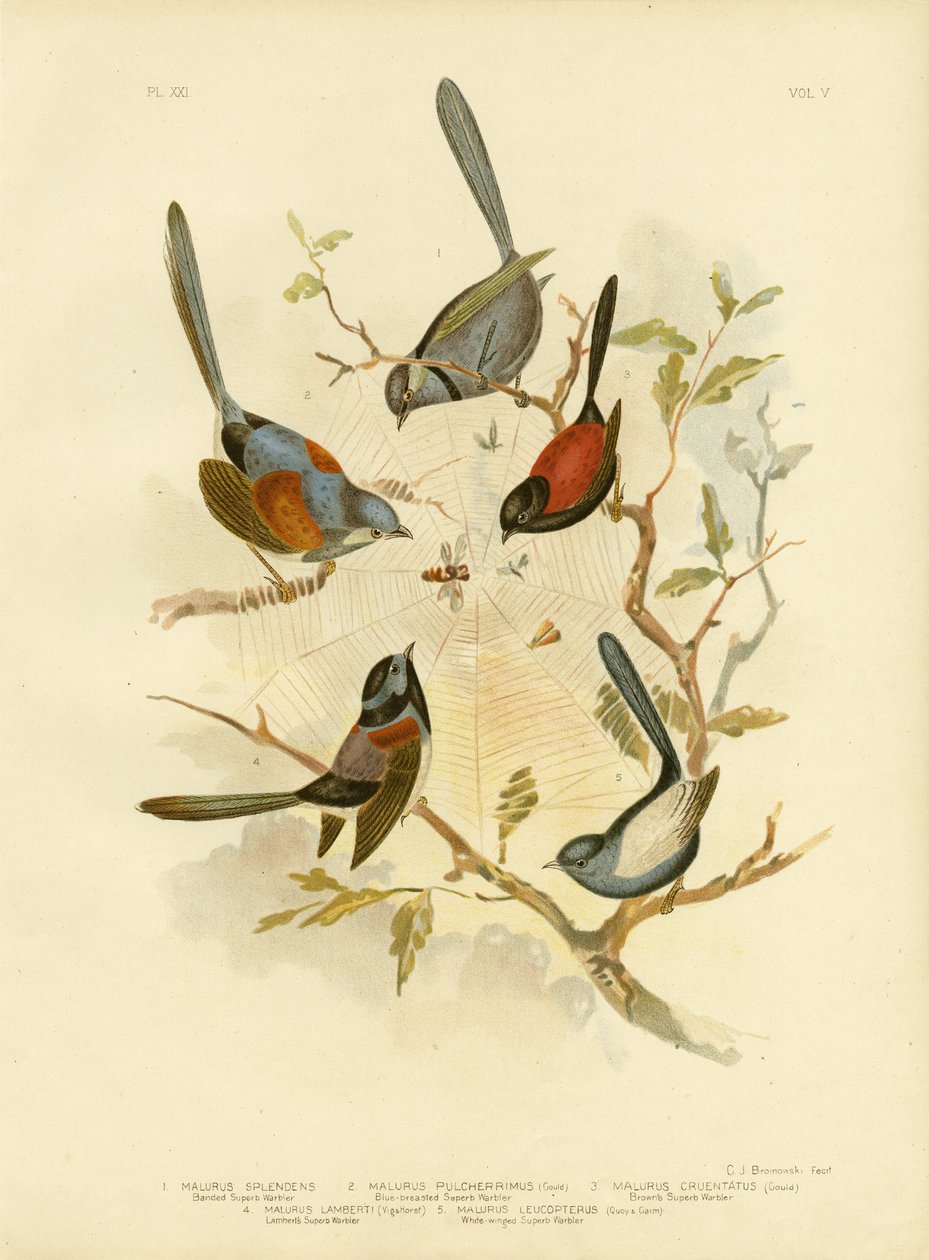 Splendid Fairywren, 1891 af Gracius Broinowski