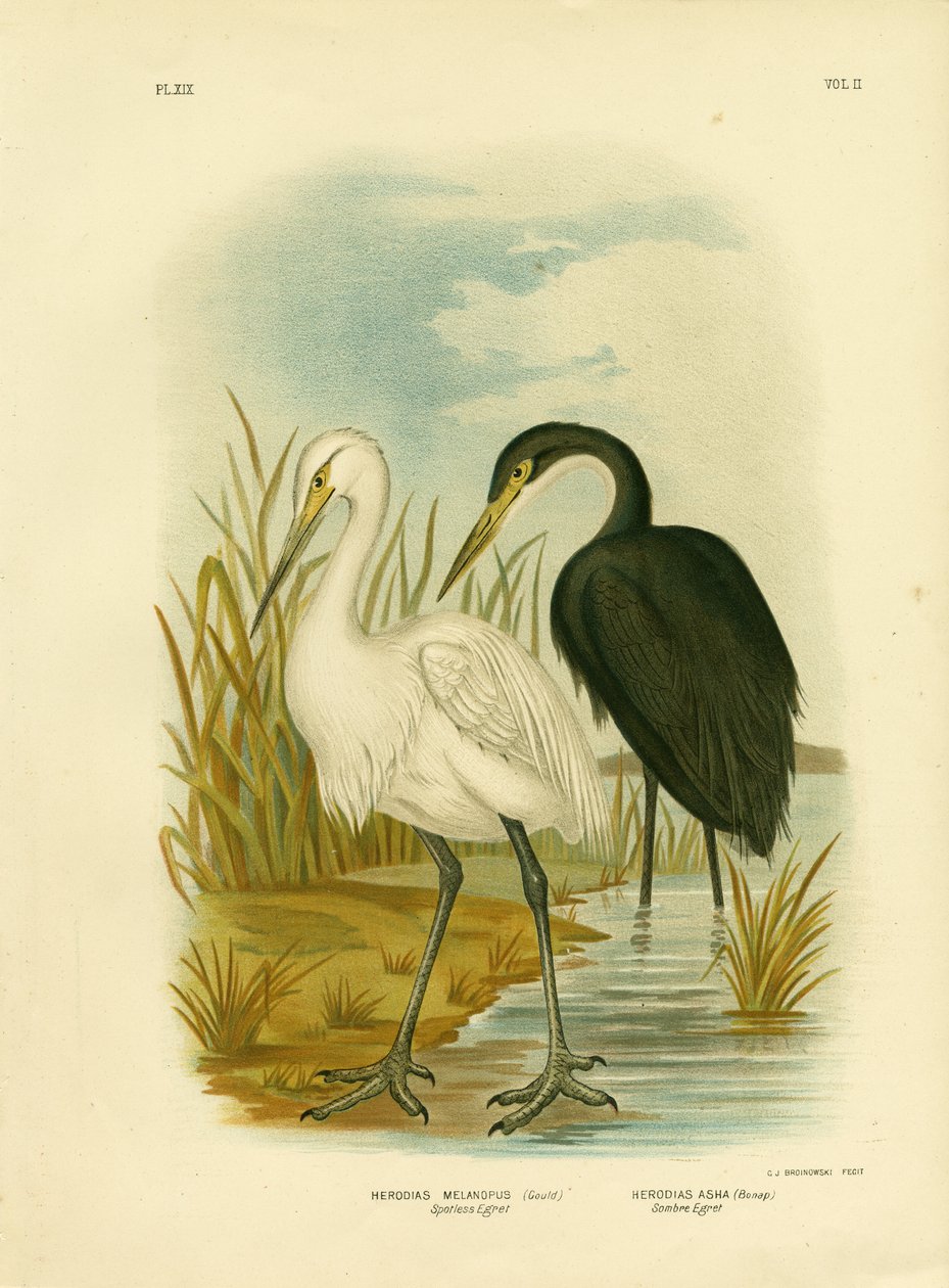 Plettet hejren eller lille hejren, 1891 af Gracius Broinowski