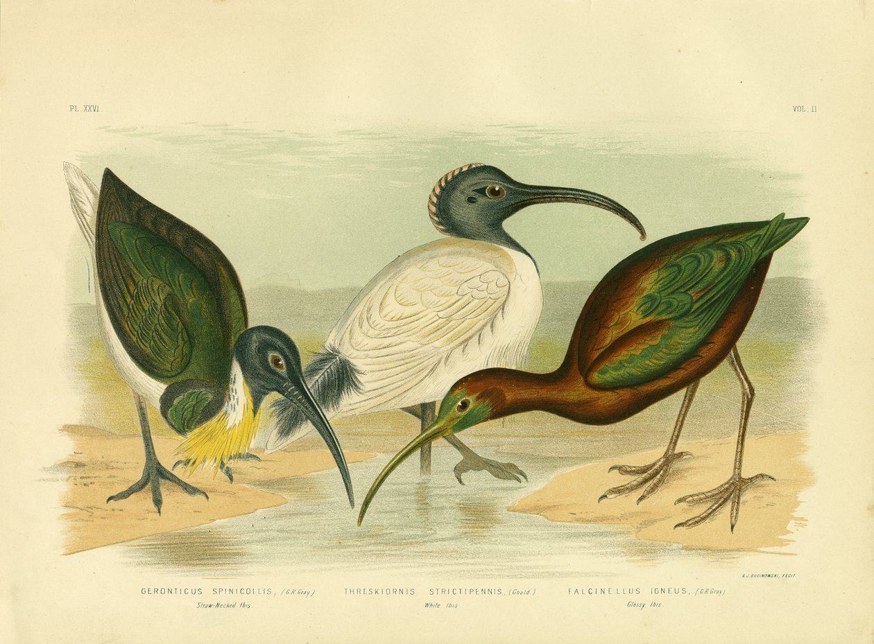 Halmhalsede Ibis, 1891 af Gracius Broinowski