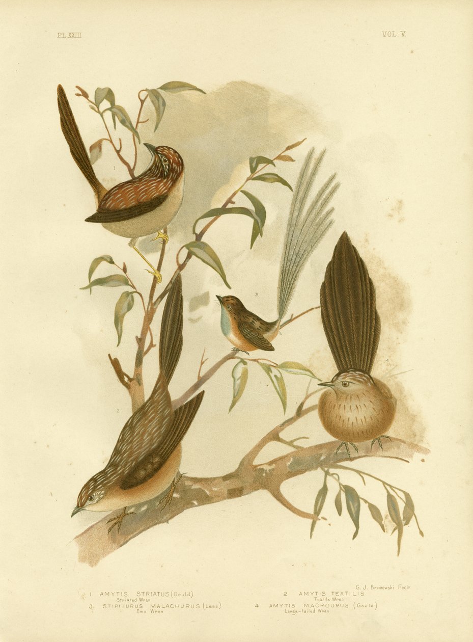 Tværstribet Wren, 1891 af Gracius Broinowski