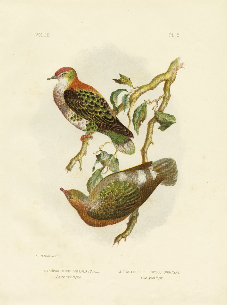 Fremragende frugtdue, 1891 af Gracius Broinowski