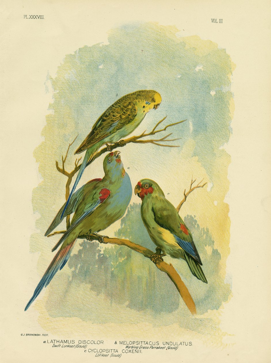 Swift Lorikeet, 1891 af Gracius Broinowski