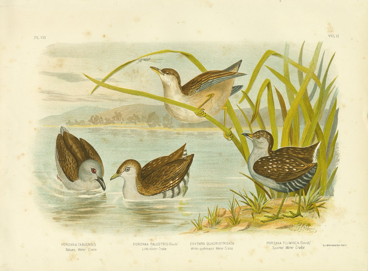 Tabuan Water Crake eller Sooty Crake, 1891 af Gracius Broinowski