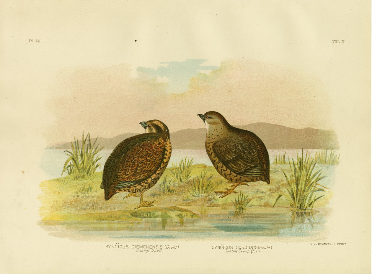 Tasmansk sumpvagtl, 1891 af Gracius Broinowski