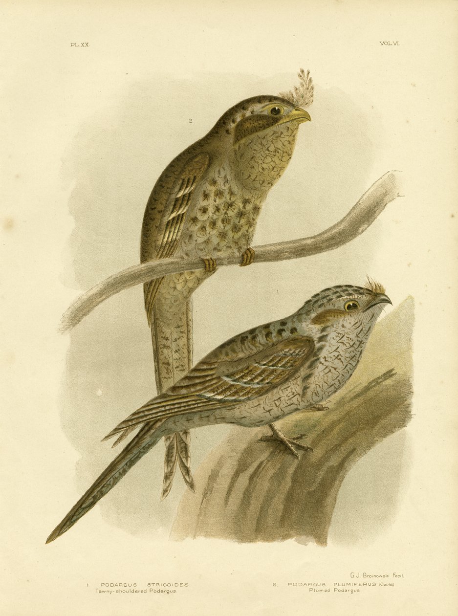 Tawny-Souldered Podargus eller Tawny Frogmouth, 1891 af Gracius Broinowski