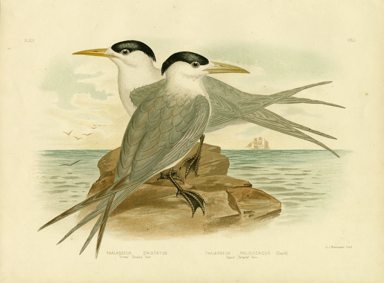 Torres Straits Tern, 1891 af Gracius Broinowski