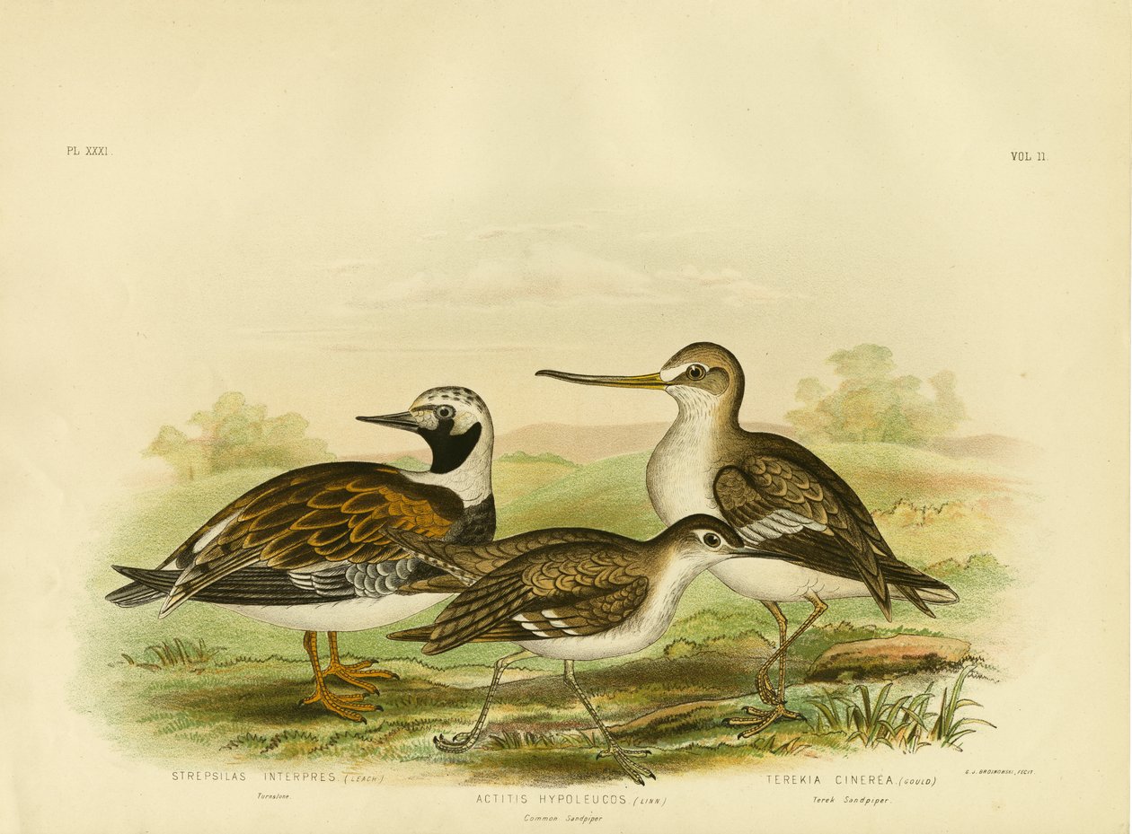 Turnstone, 1891 af Gracius Broinowski