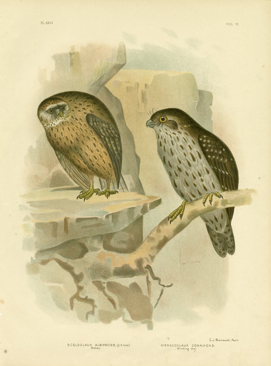 Wekau eller leende ugle, 1891 af Gracius Broinowski