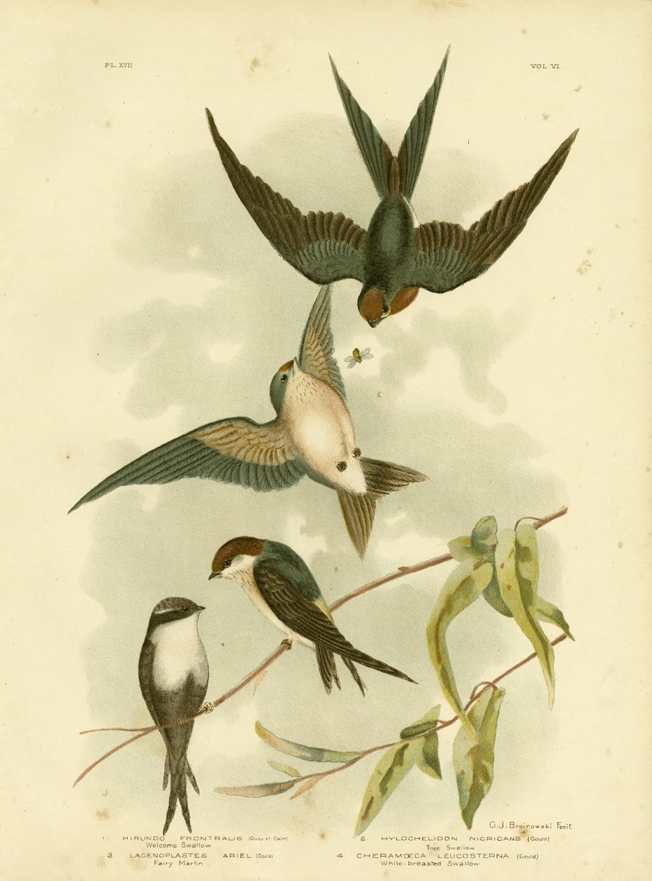 Velkommen Swallow eller Pacific Swallow, 1891 af Gracius Broinowski