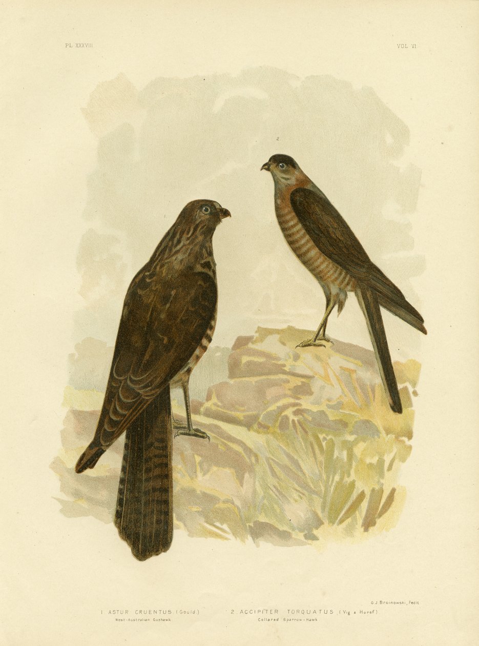 Vestaustralsk gåhøg, 1891 af Gracius Broinowski